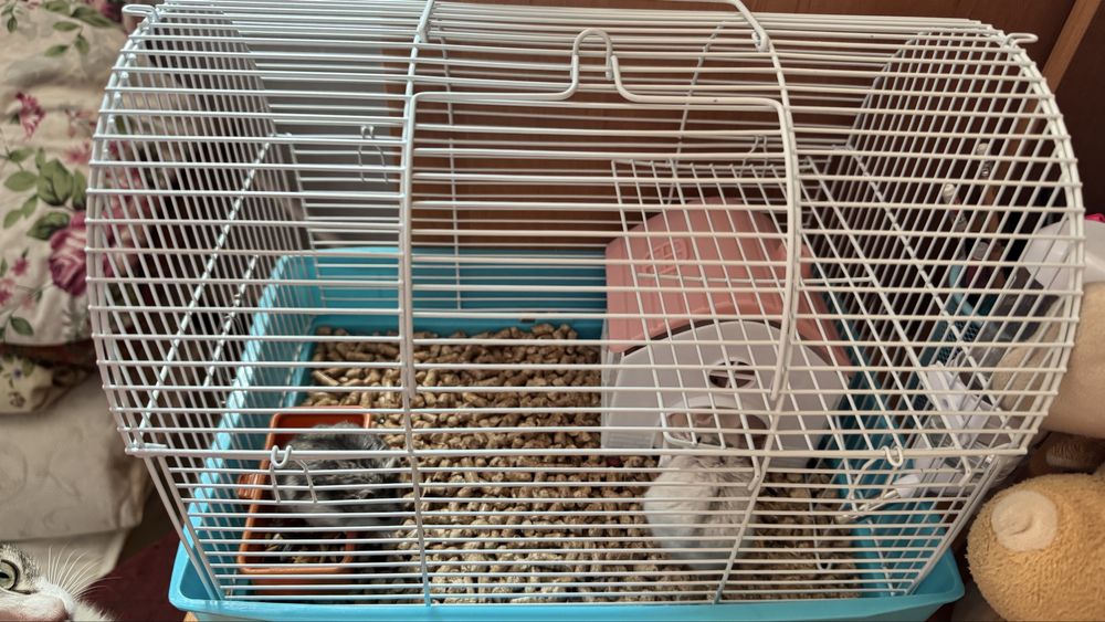 Хамячки продаются