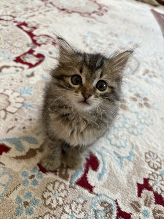 Кыз мысык отте пысык