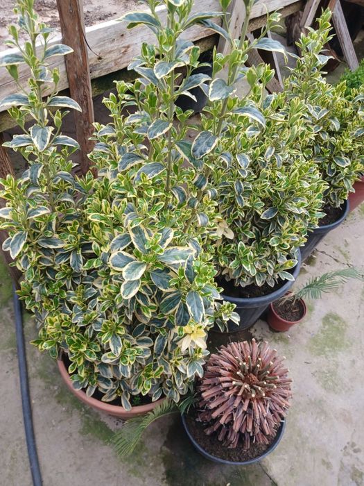 Шамшод кучат  атир гул кучат