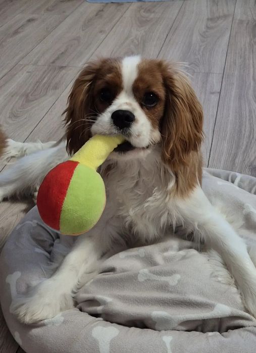 Cavalier king charles
