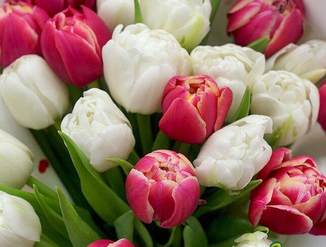 Цветы •тюльпаны