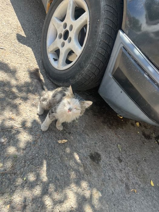 Котенок в добрые руки