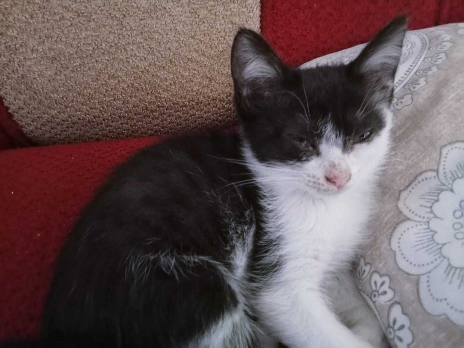 Отдам котят в хорошие руки