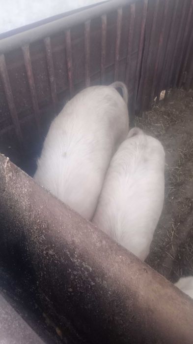 Домашно гледани  прасета