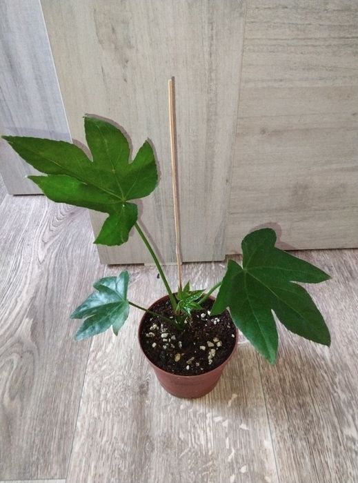 Комнатные цветы продажа