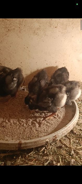 Продам циплят плимутрок