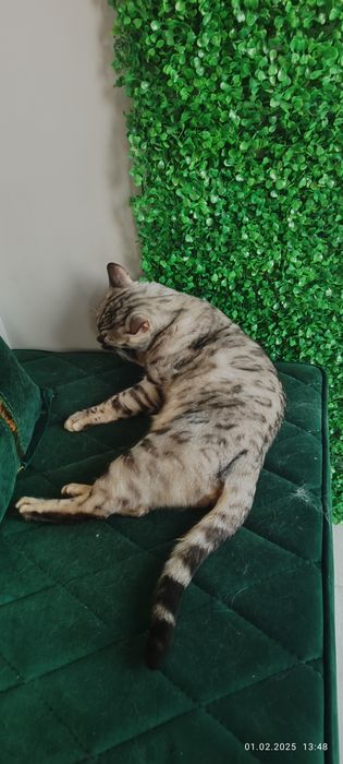 Серебристый бенгал продаётся