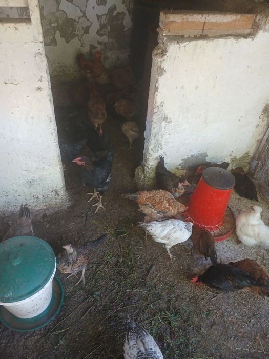 Vând animalele urgent!!!