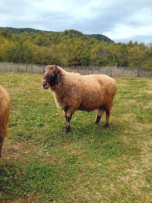 Vând berbec și oaie Carabase originală