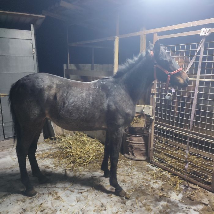 Екі тай сатам 1,5 жасарлар