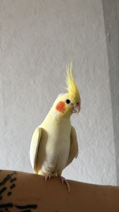 Корелла мальчик