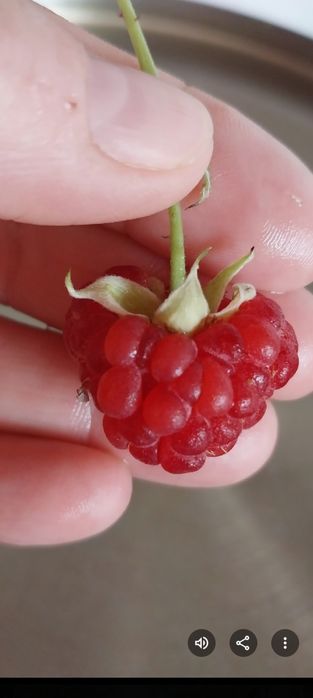 Малиновое варенье