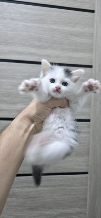 Домашний котёнок.