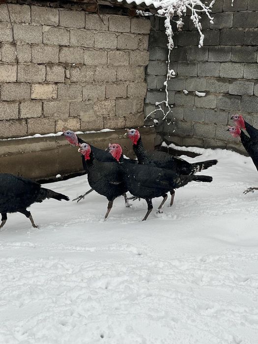 Индюки самцы.    ,