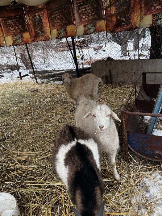 Продам коз козлят срочно
