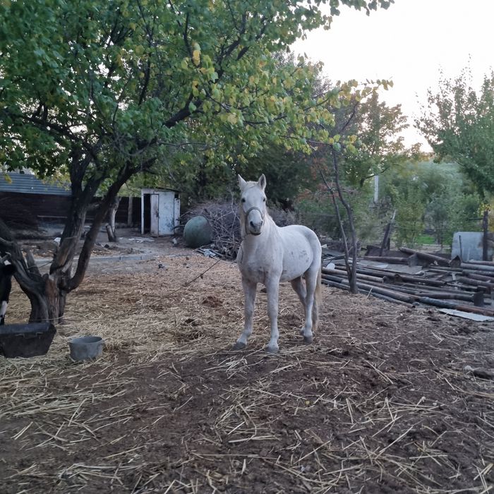 Семиз Жылкы бар 6,ай бағылған