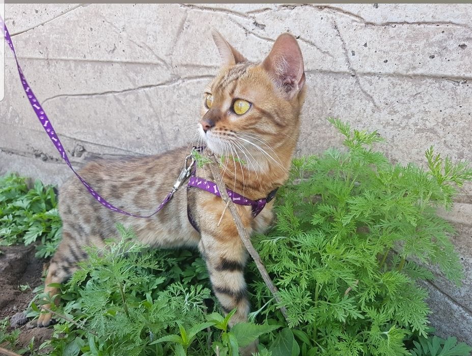 Передержка Ваших кошек