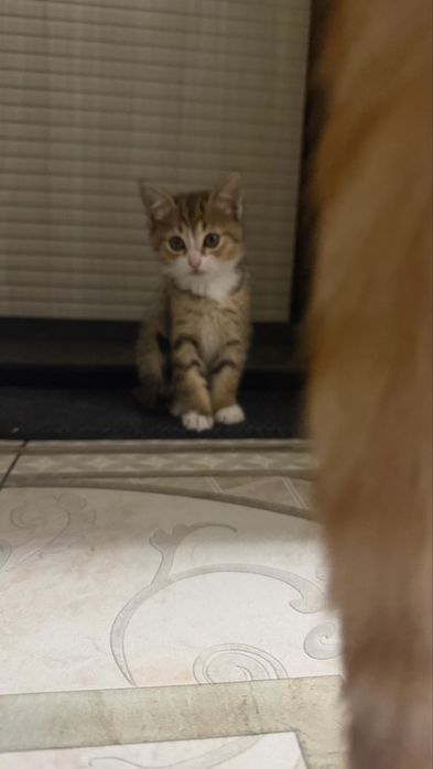 очаровательная девочка, котенок