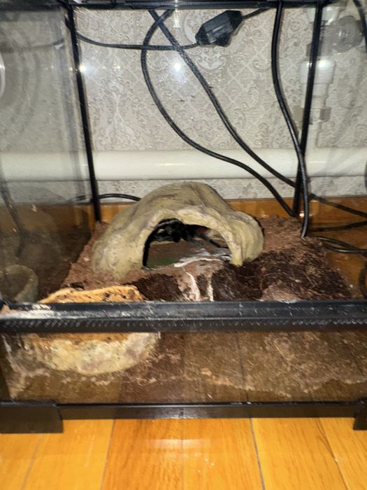 Продам паука Vagons