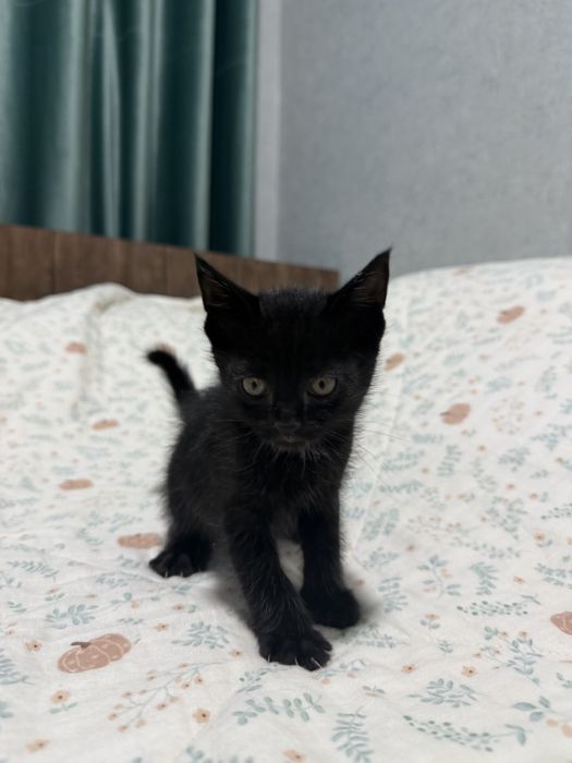 3 милых котика, хотят в добрые руки