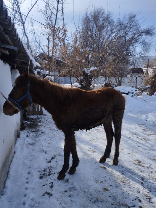 Продам лошадь жебчика