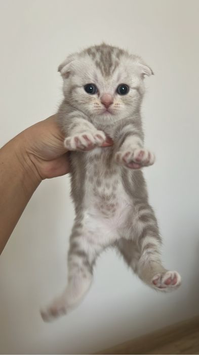 Котенок Скоттош -фолд