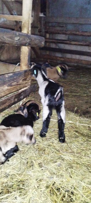 Iezi sugari de vanzare