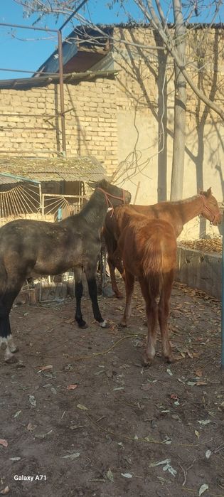 От той эркак 2 та ургочи 1 та