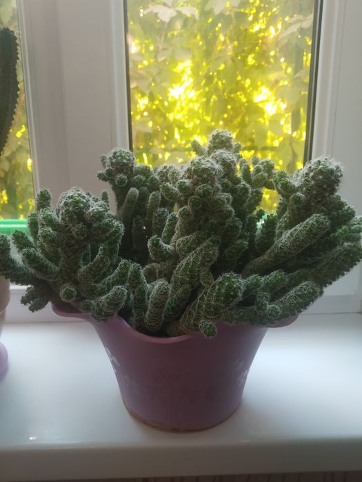 Распродаю разные комнатные растения