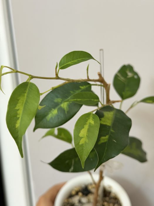 Фикус даймонд сортовой