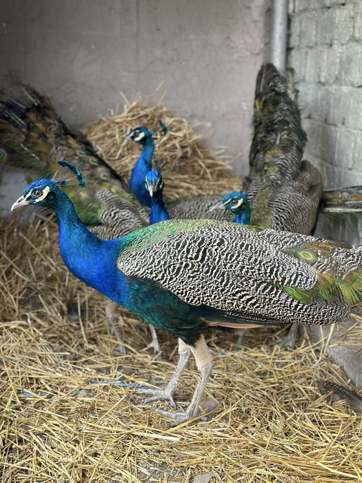 Vand pauni standard (india blue)