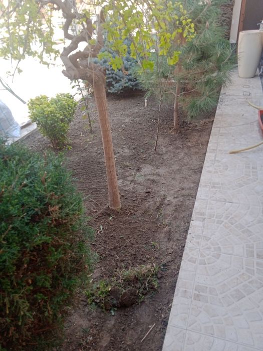 Landshaft Gazon ekish