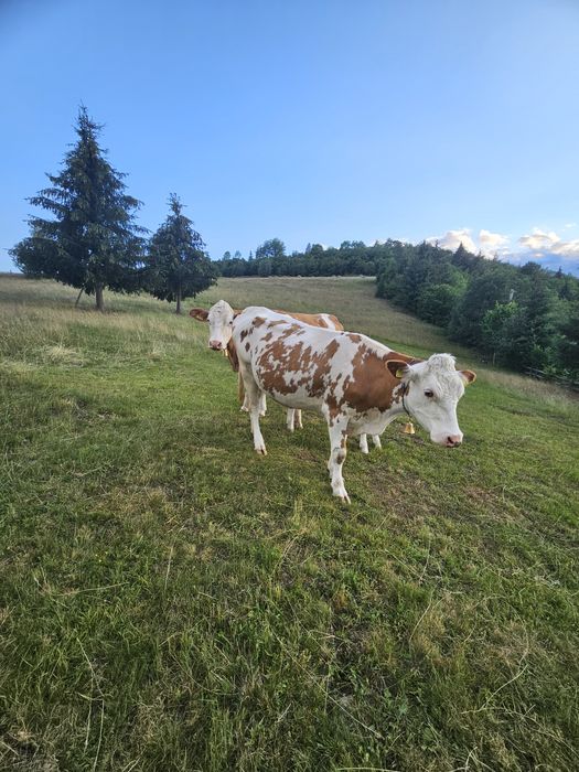 Vând vacă  de 3 ani jestantă