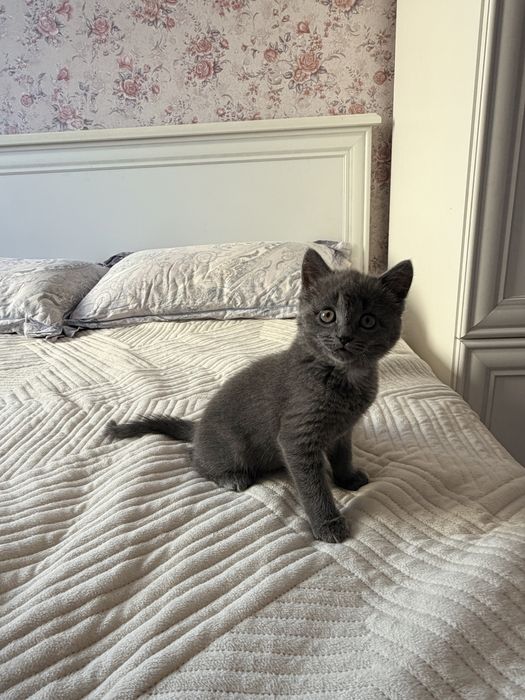 Продам Британского котенка