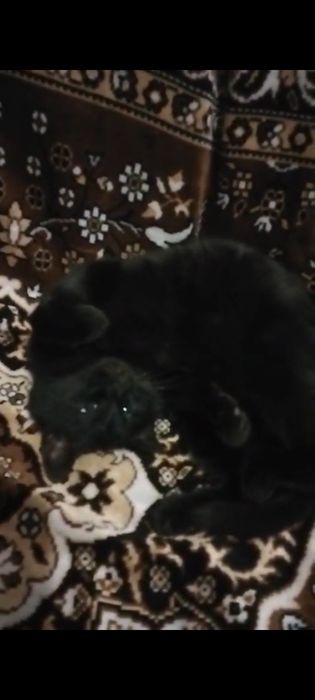 Срочно, отдам кошечку