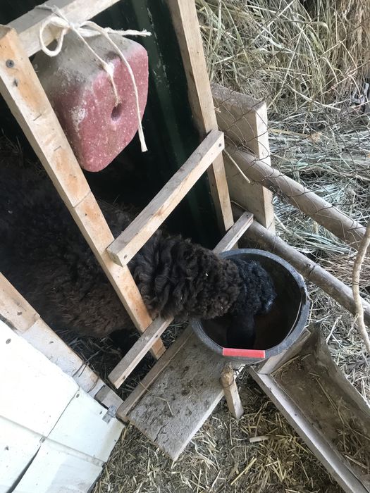 Сельхоз жывотные