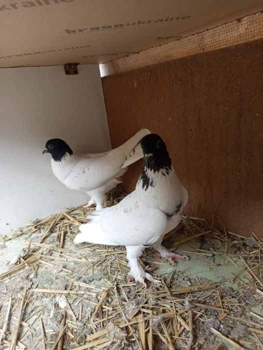 Продаются головастики