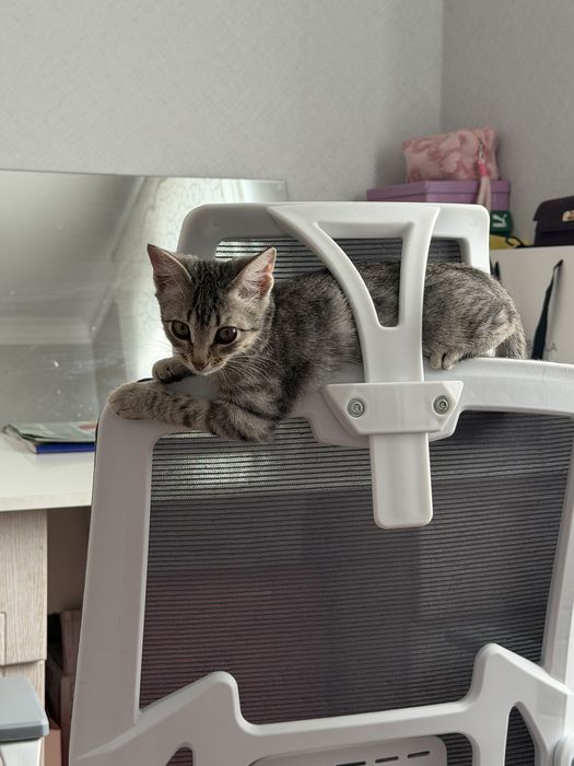 Котенок ищет добрые руки