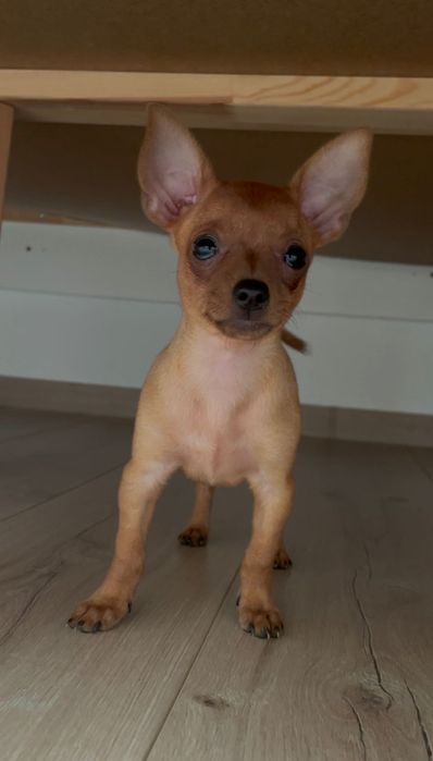 Мини пинчер на 7 месеца