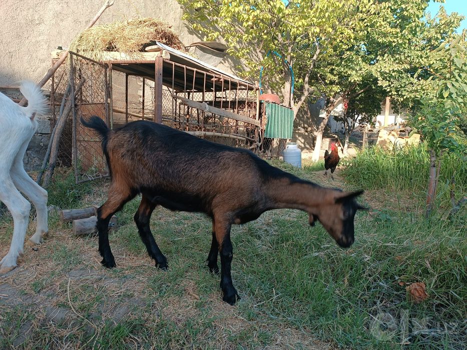 Zanen va mursiana echkilar sotiladi, zanen bir qorin tuqqan, mursiana