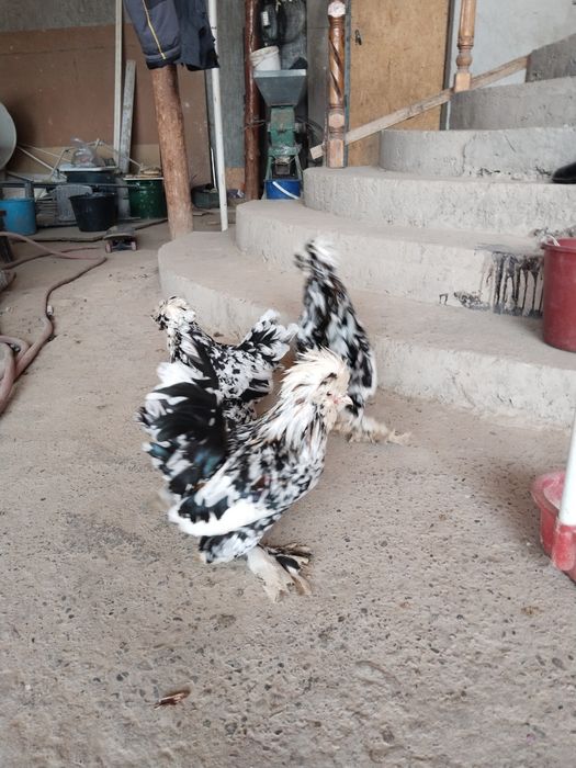 Султанки карлики продаются