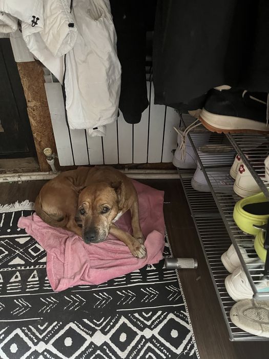 Нашлась собака помесь стаффорд,возможно