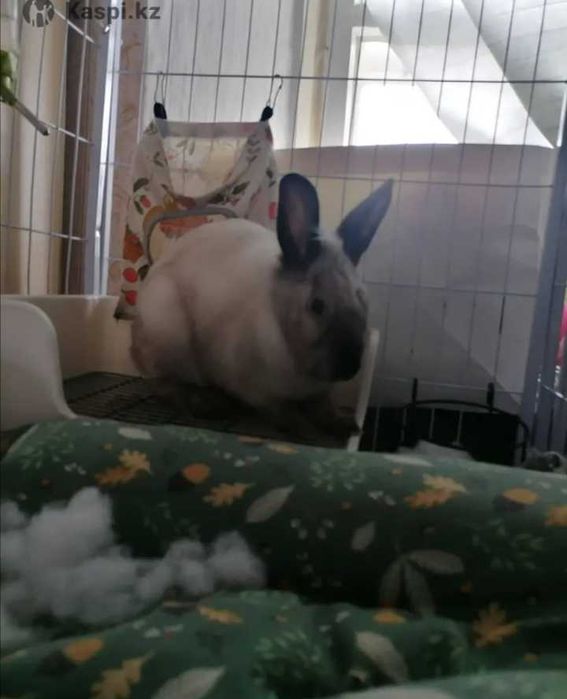 Продам кроликов  декоративные