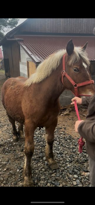 De vânzare mânză de un an