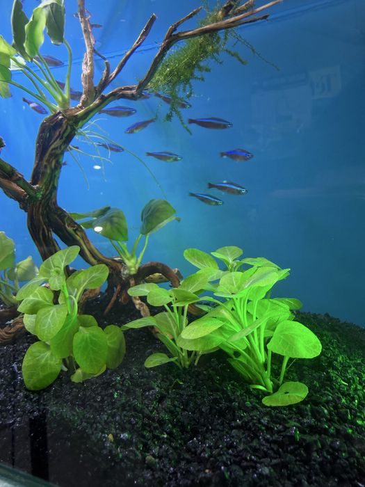 Лобелия Цена : 1500