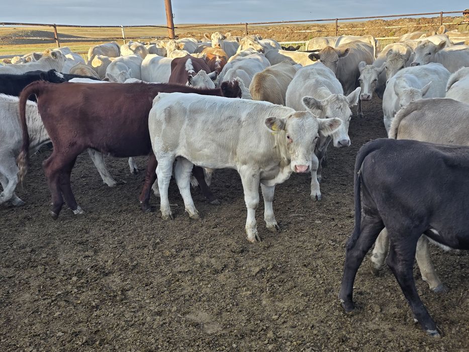 Продам бычков Ауликольской породы