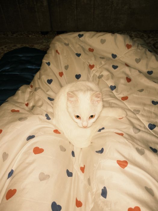 котёнок(мальчик)