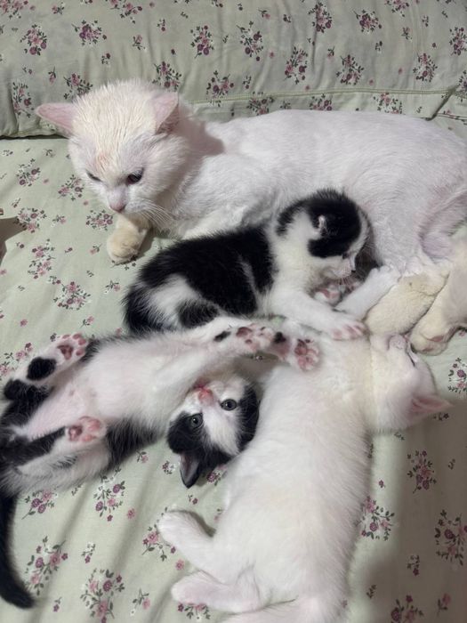 Продаются котята