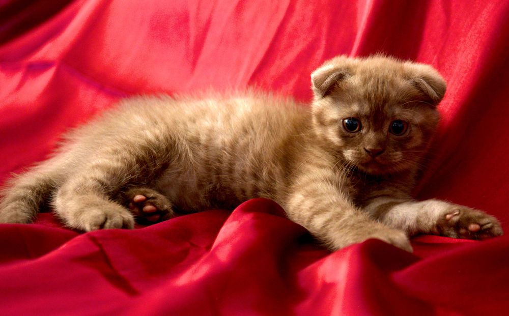 Pui de pisică Scottish Fold