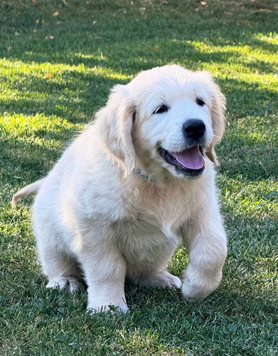 Pui Golden Retriever